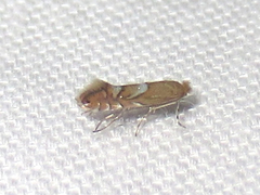 Phyllonorycter aeriferella