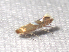 Phyllonorycter aeriferella