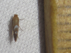 Phyllonorycter aeriferella