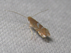 Phyllonorycter aeriferella