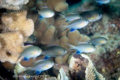 Pycnochromis vanderbilti