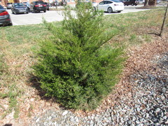 Juniperus virginiana