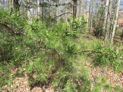 Pinus virginiana