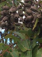 Corymbia ptychocarpa