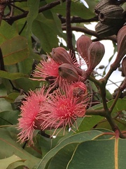 Corymbia ptychocarpa
