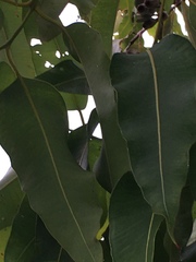 Corymbia ptychocarpa