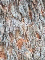 Corymbia ptychocarpa