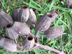 Corymbia ptychocarpa