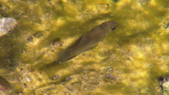 Poecilia mexicana