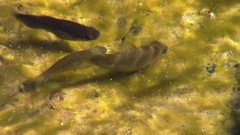 Poecilia mexicana