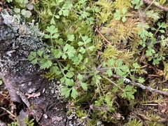 Collomia heterophylla