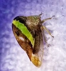 Smilia camelus