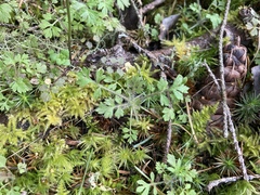 Collomia heterophylla