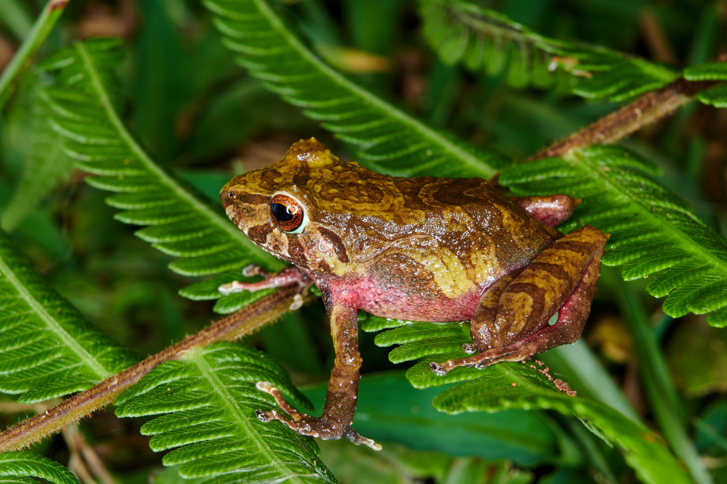 Colombian Robber Frog