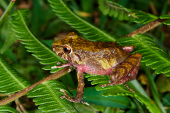 Colombian Robber Frog photo 1