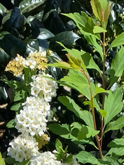 Spiraea cantoniensis
