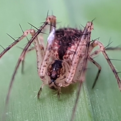 Australomimetus spinosus