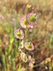 Thysanocarpus radians