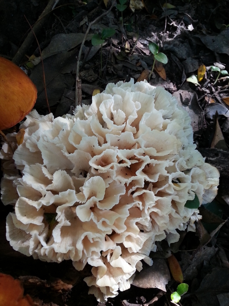 Irpex rosettiformis · April 2022 · photo: © nataliamillans (iNaturalist, cc-by)