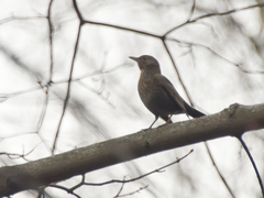 Turdus merula