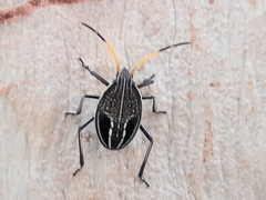 Poecilometis strigatus