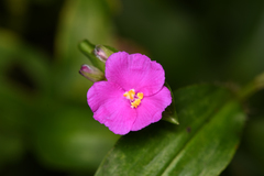 Tradescantia poelliae image