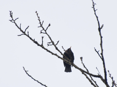 Turdus merula