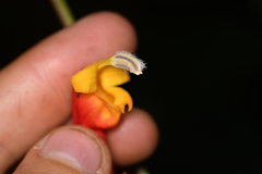 Centropogon granulosus