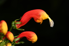 Centropogon granulosus