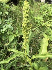 Rumex japonicus