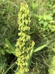 Rumex japonicus