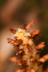 Conopholis panamensis