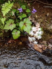 Tiarella wherryi