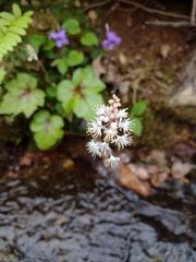 Tiarella wherryi