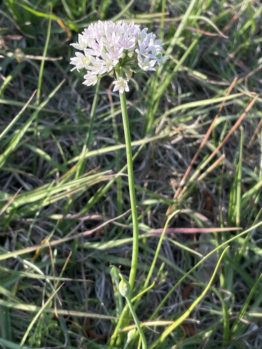 Allium canadense image