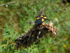 Oncopeltus orourkeae