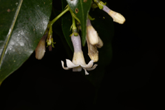 Palicourea salicifolia