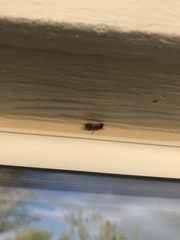 Camponotus sayi
