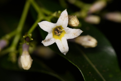 Palicourea salicifolia