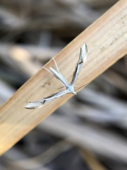 Platyptilia celidotus