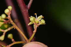 Zanthoxylum melanostictum