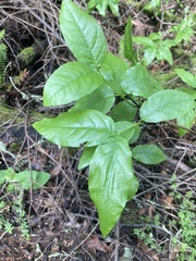 Calycanthus occidentalis