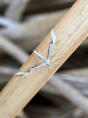 Platyptilia celidotus