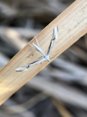 Platyptilia celidotus