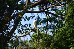 Nycticorax nycticorax