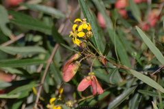 Heteropterys glabra