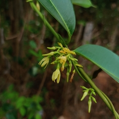 Cryptolepis buchananii