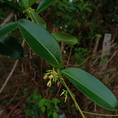 Cryptolepis buchananii