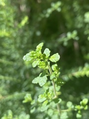 Prostanthera violacea