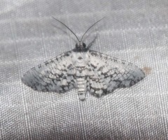 Epaena